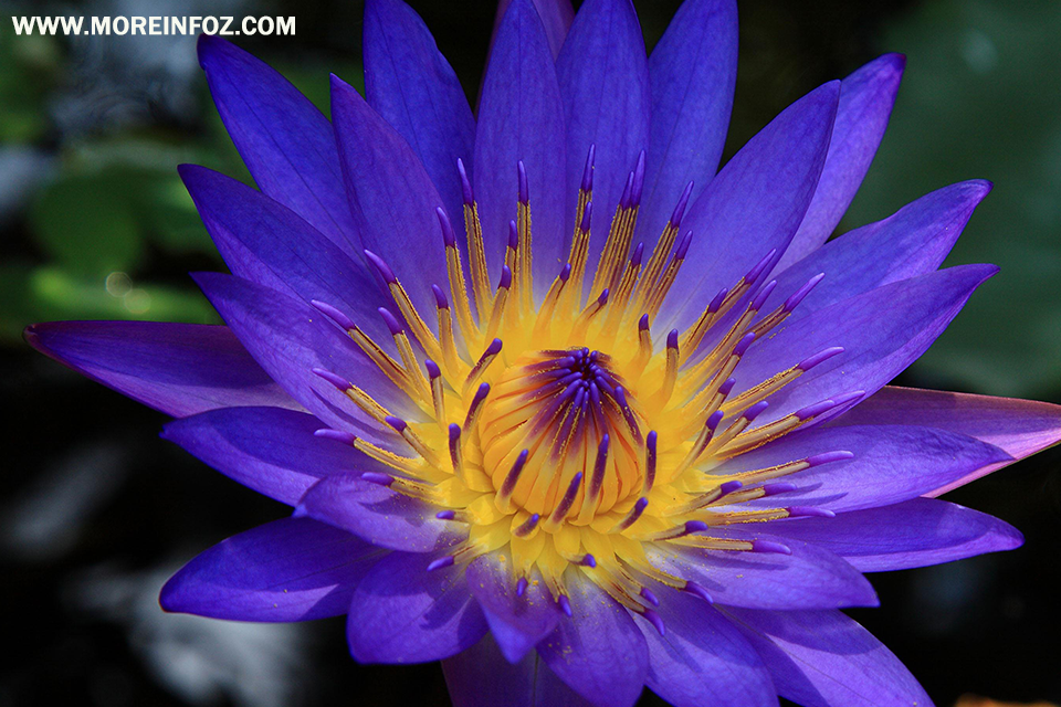 What is a blue lotus flower?