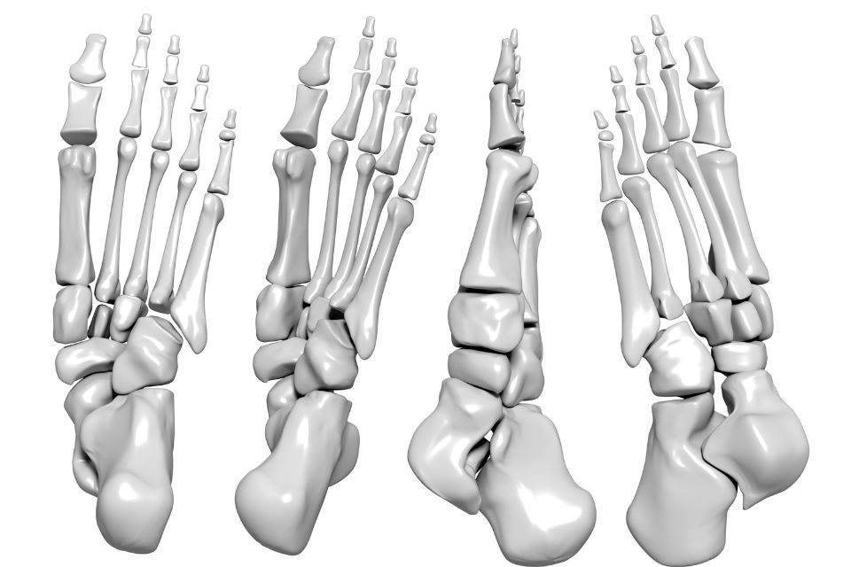 Foot Bone
