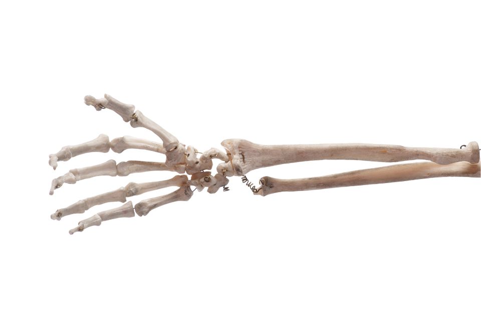 hand bones
