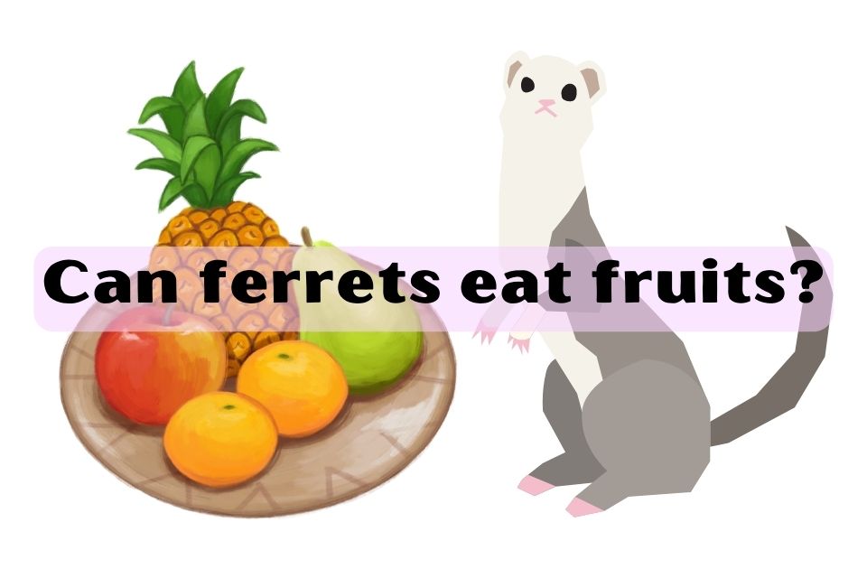 Can ferrets eat fruits?