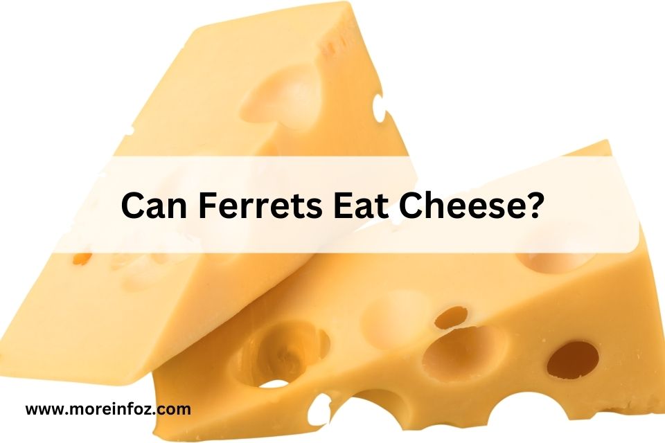 Can Ferrets Eat Cheese?