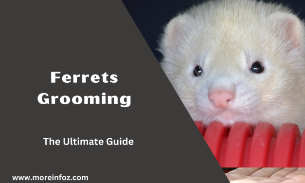 The Ultimate Guide to Ferrets Grooming – Tips for a Clean and Healthy Coat