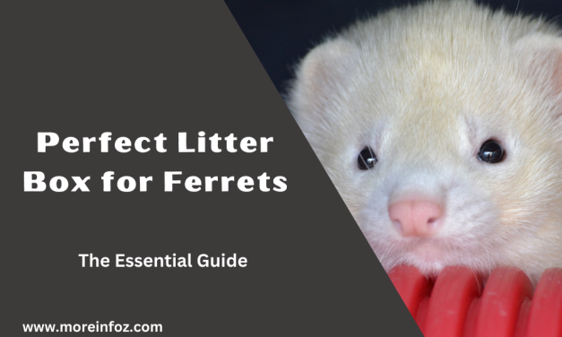 The Essential Guide to Choosing the Perfect Litter Box for Ferrets