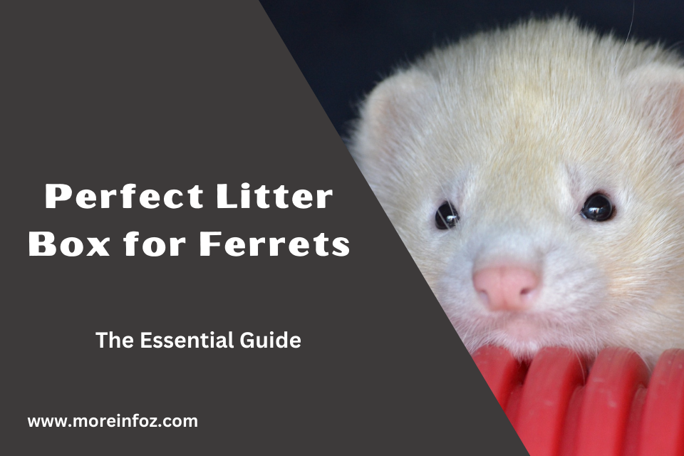 The Essential Guide to Choosing the Perfect Litter Box for Ferrets