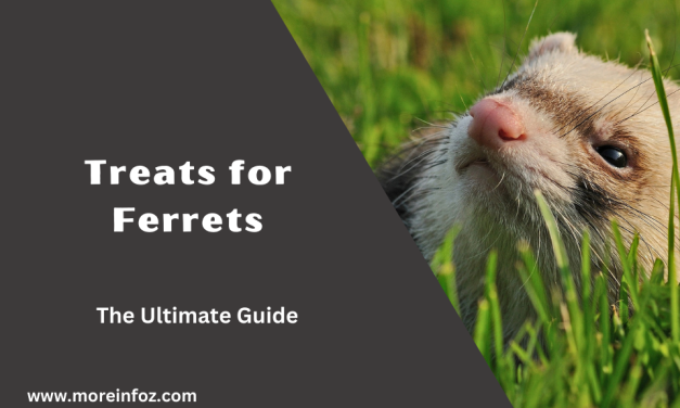The Ultimate Guide to Treats for Ferrets – Choosing Healthy and Tasty Options