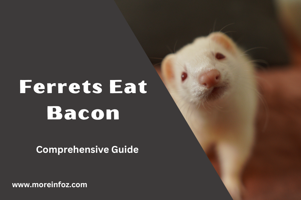 Can Ferrets Eat Bacon? A Comprehensive Guide to Feeding Your Ferret