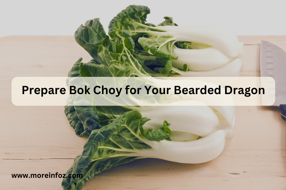 Prepare Bok Choy for Your Bearded Dragon