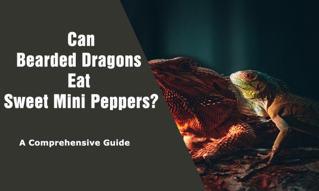 Can Bearded Dragons Eat Sweet Mini Peppers? A Guide to Feeding Your Pet