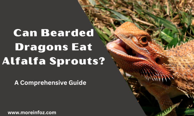 Can Bearded Dragons Eat Alfalfa Sprouts? A Comprehensive Guide