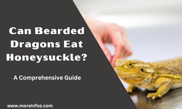 Can Bearded Dragons Eat Honeysuckle? A Comprehensive Guide to Feeding Your Pet Dragon