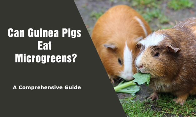 Can Guinea Pigs Eat Microgreens? A Comprehensive Guide