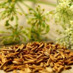 Unleashing the Power of Carvi Seed: A Natural Solution for Optimal Health